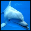 Dolphin Crafts for Kids : Make Dolphins with the following Easy ...